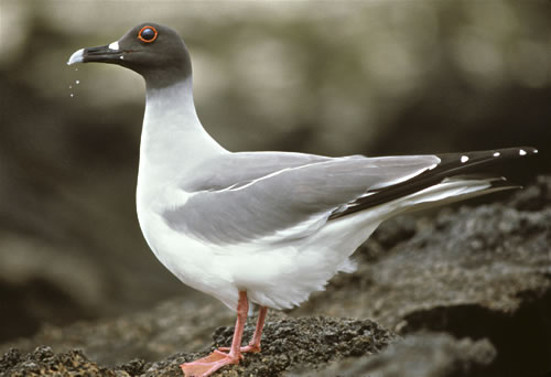 Swallow-tail gull